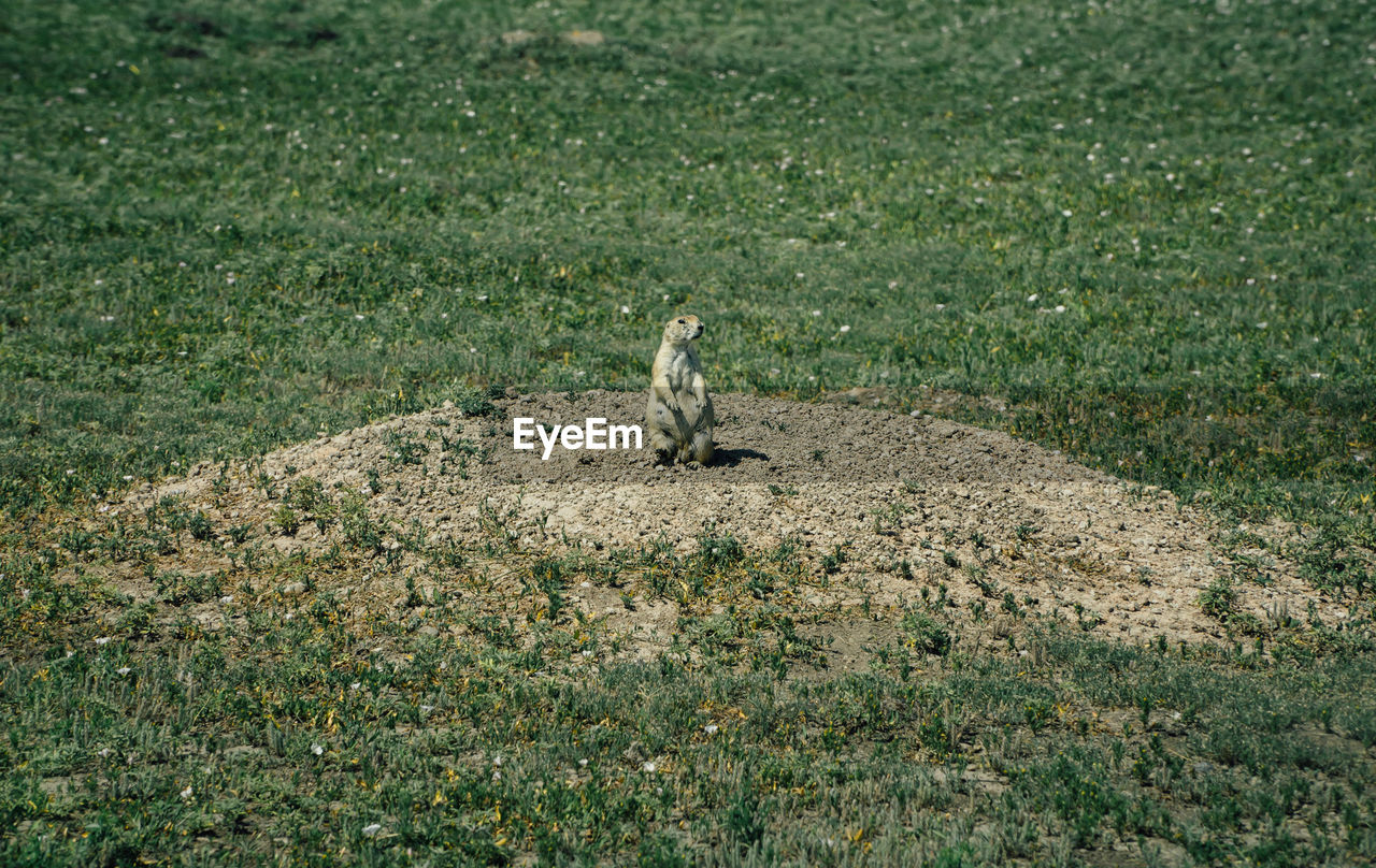 Prairie dog rearing up on grassy field