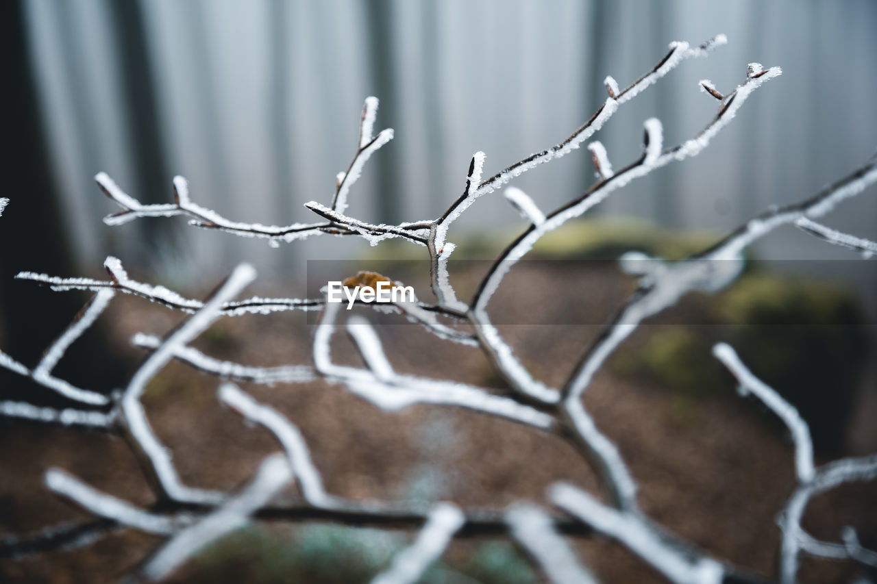 Close-up of frozen plant during winter