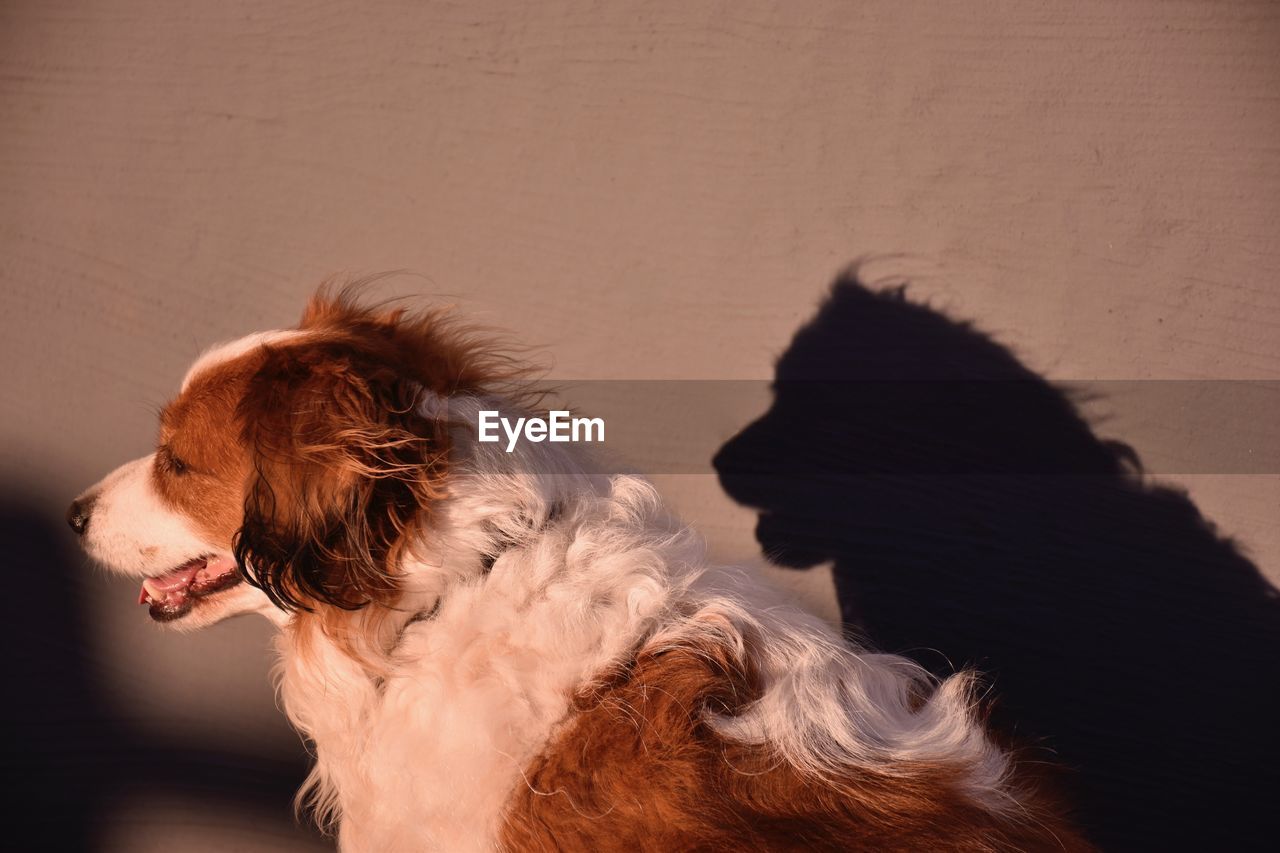 CLOSE-UP OF A DOG LOOKING AWAY IN A CAMERA