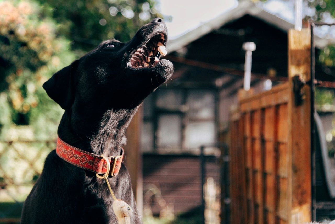 CLOSE-UP OF BLACK DOG OUTDOORS