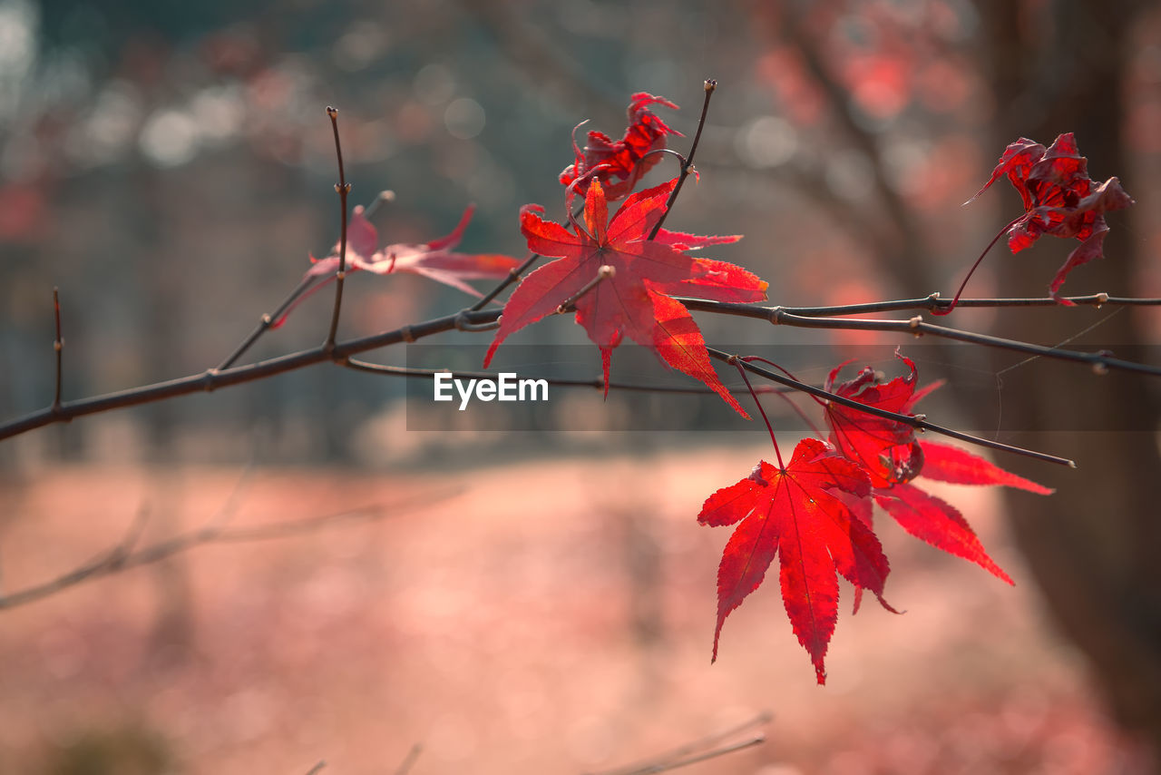 Red maple leaves on branch