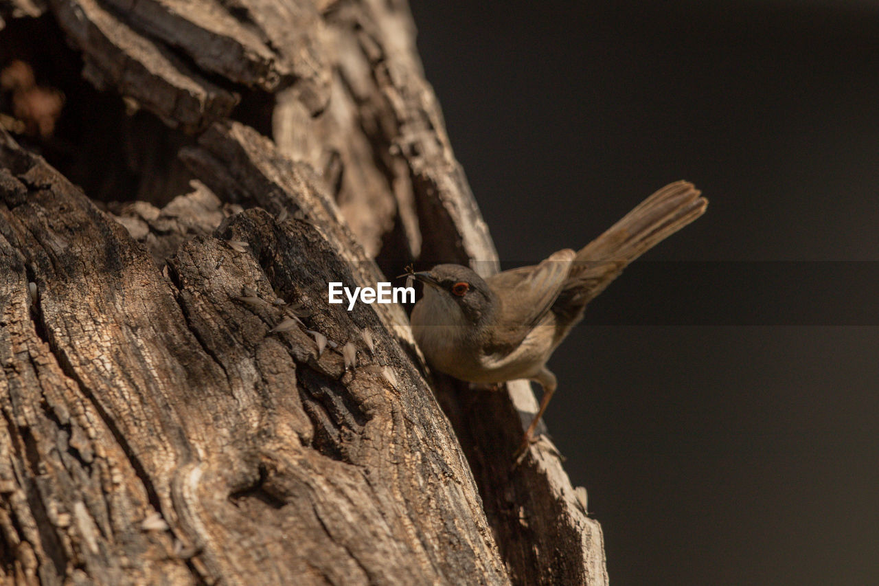 CLOSE-UP OF BIRD PERCHING ON TREE