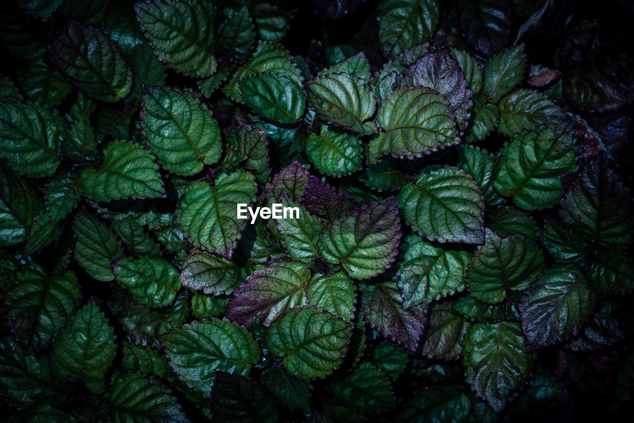 Full frame of green leaves texture . tropical nature background.