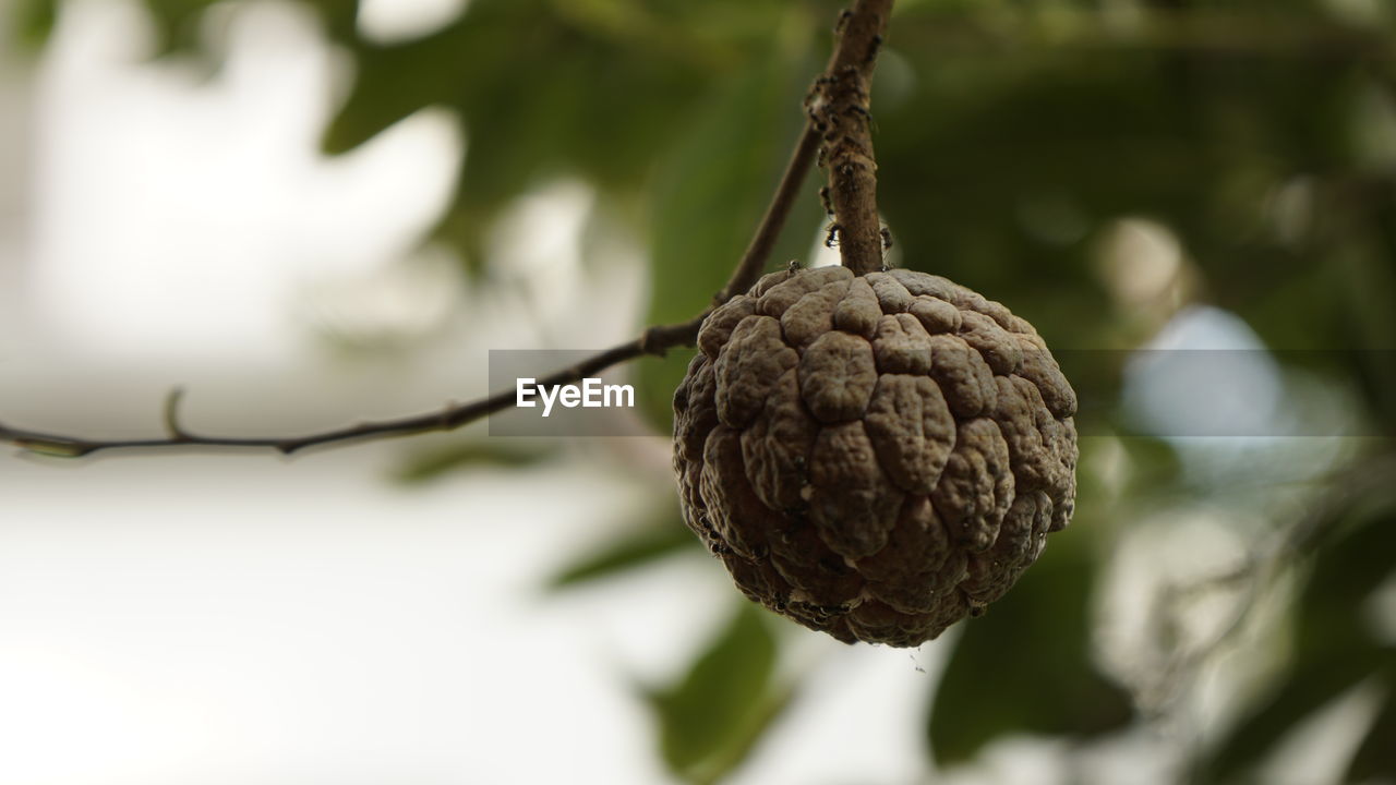 tree, branch, food and drink, food, plant, fruit, healthy eating, leaf, produce, nature, close-up, freshness, no people, twig, focus on foreground, plant part, wellbeing, hanging, outdoors, flower, agriculture, selective focus, dried fruit, growth, day, tropical fruit, organic, ripe