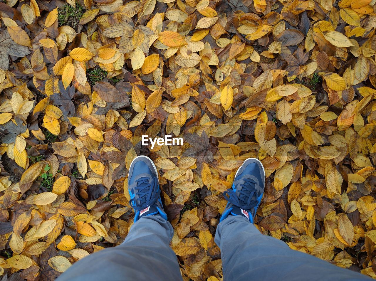 LOW SECTION OF MAN STANDING ON AUTUMN LEAVES ON GROUND