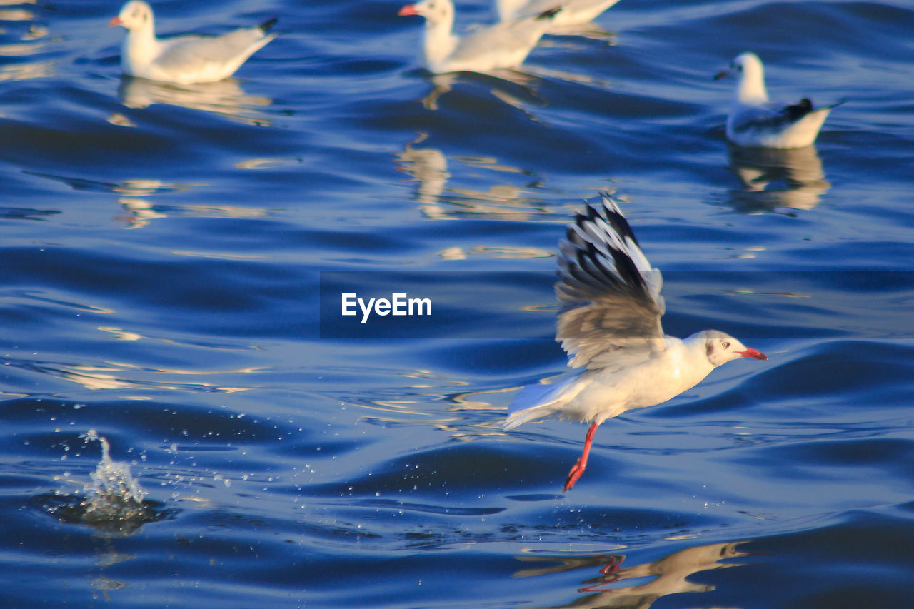 Seagulls flying over lake