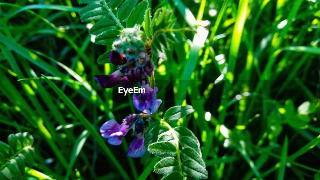 CLOSE-UP OF HONEY BEE ON PURPLE FLOWERS