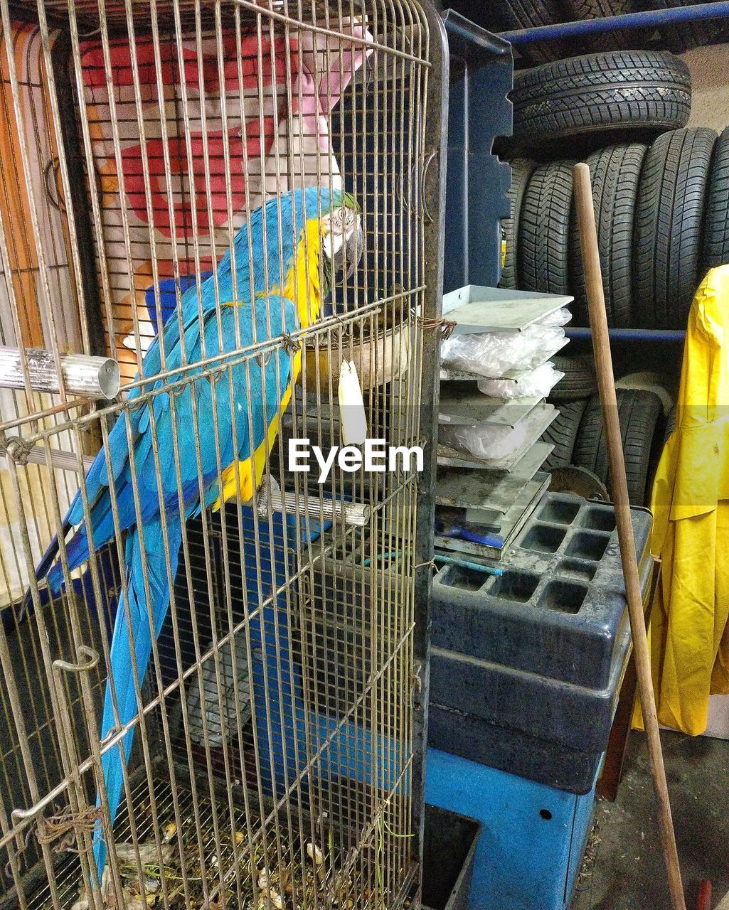 CLOSE-UP OF LIZARD IN AN CAGE