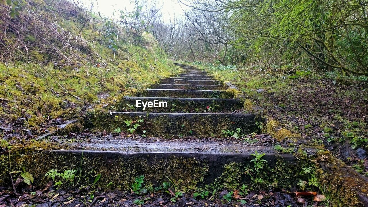 WALKWAY LEADING TOWARDS TREES