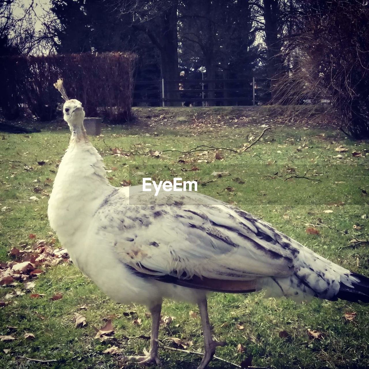 White peacock on grassy field