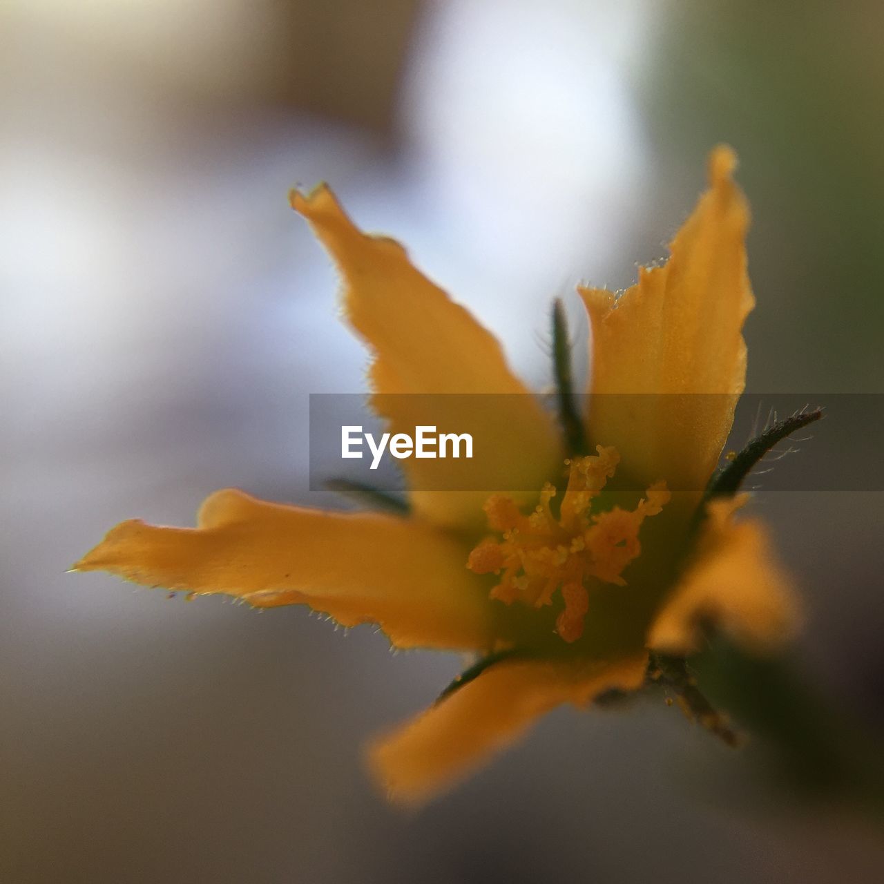 Macro shot of fresh yellow flower pollen