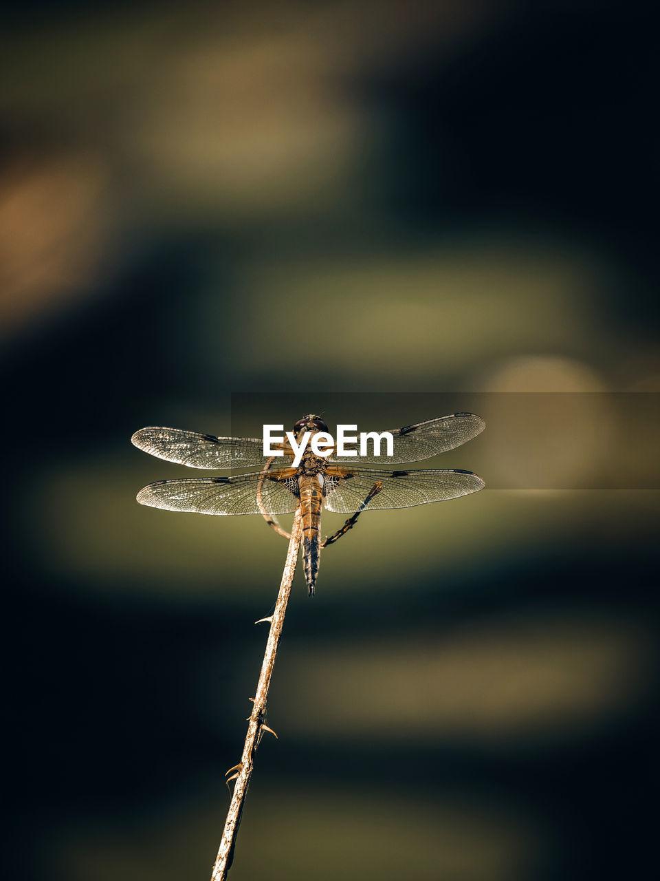 close-up of dragonfly on leaf