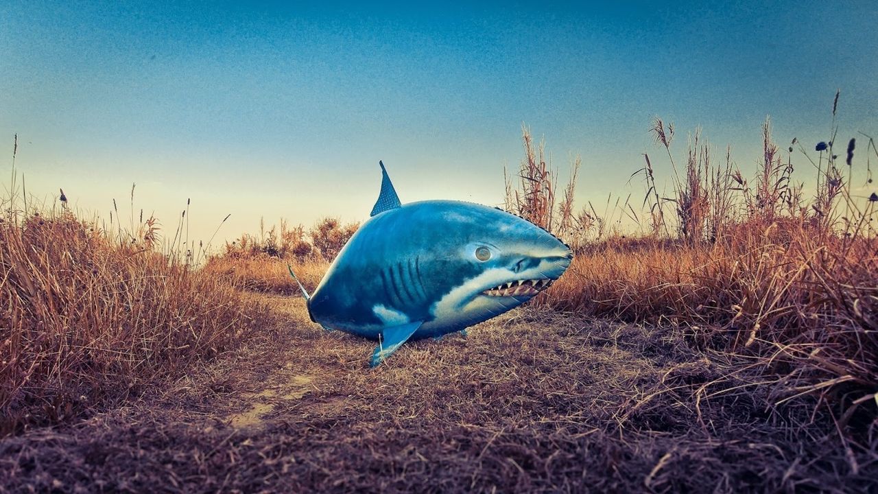 Inflatable shark on field