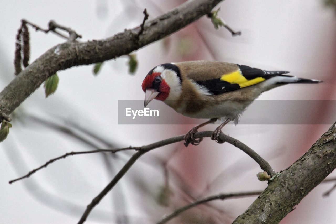Close-up of european goldfinch perching on tree