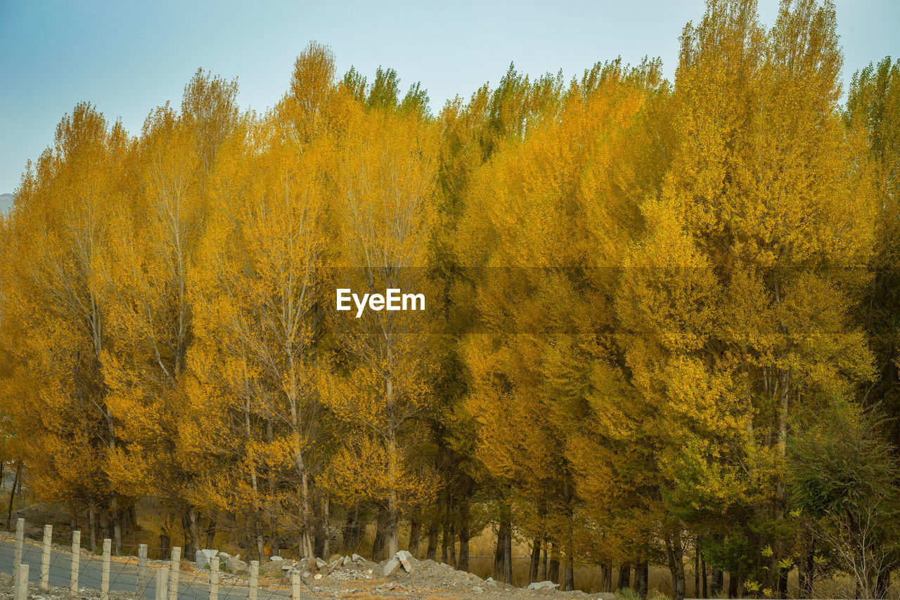 Close-up of yellow trees against sky