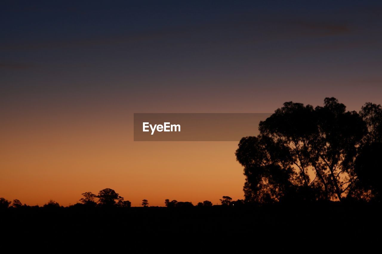 SILHOUETTE OF TREES AT SUNSET