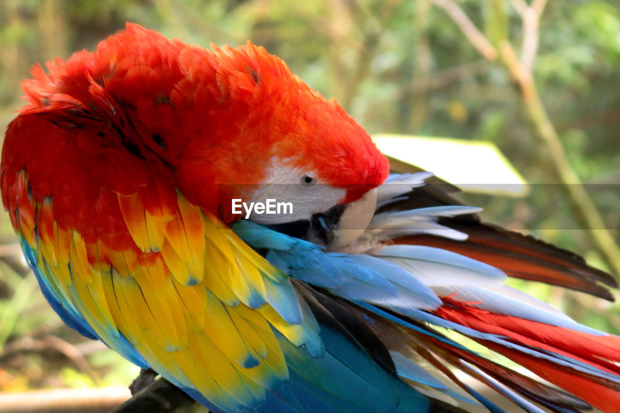 CLOSE-UP OF PARROT IN A BIRD