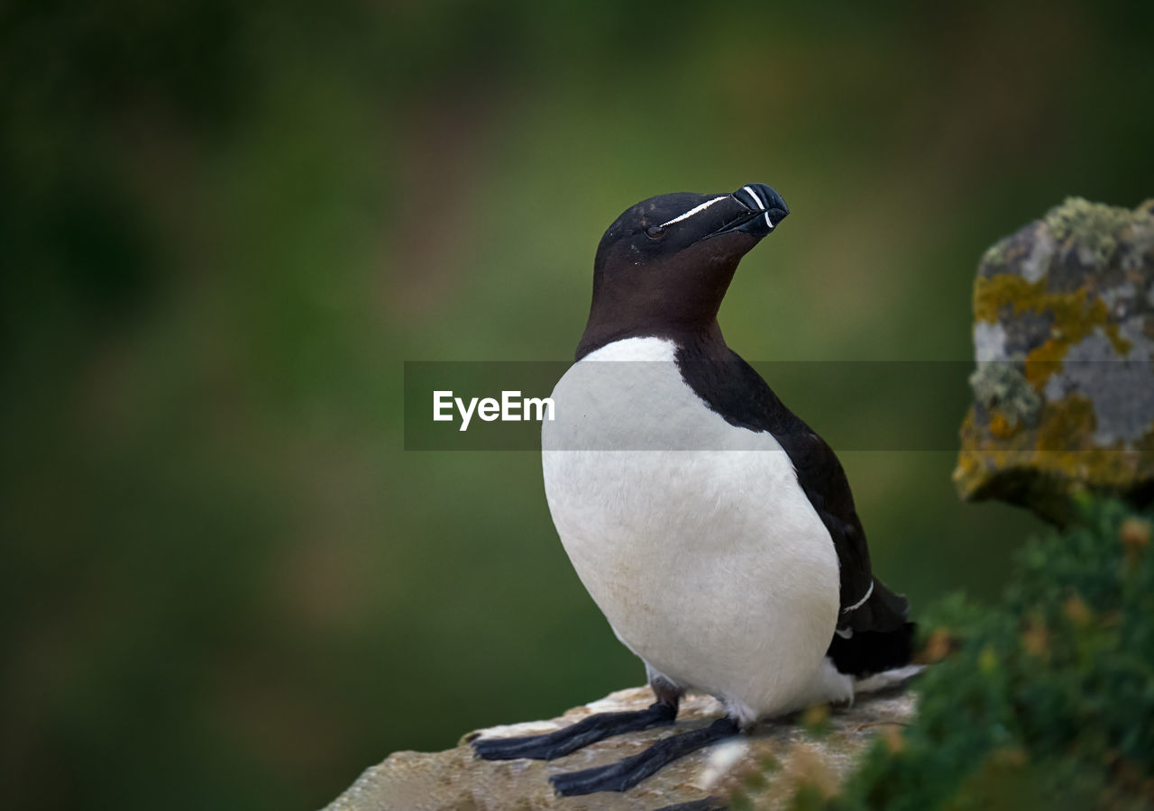 Close up of a razorbill on rock with a green background 