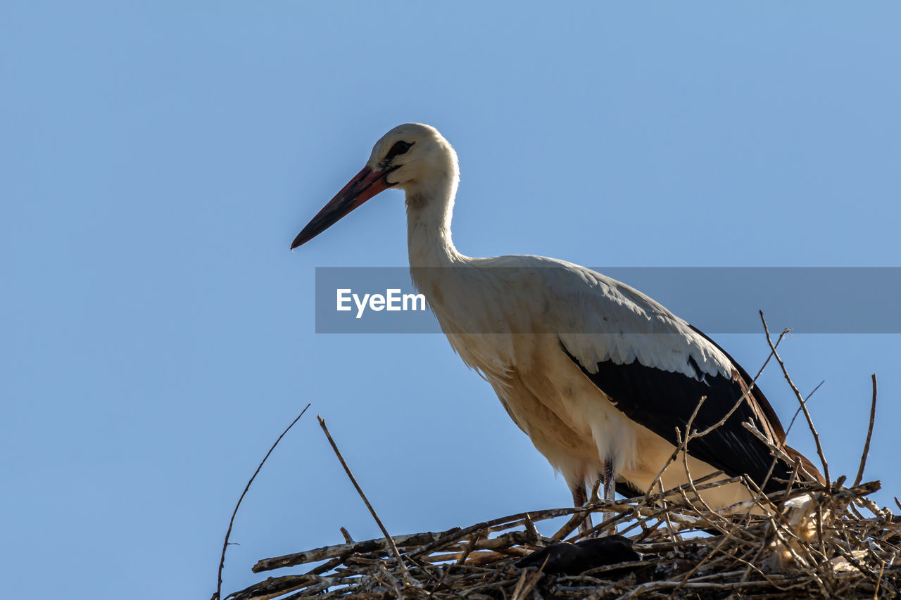 LOW ANGLE VIEW OF BIRD PERCHING ON THE SKY