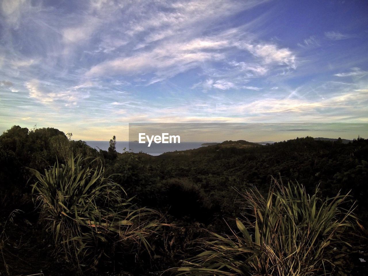 Plants growing on mountain against sky