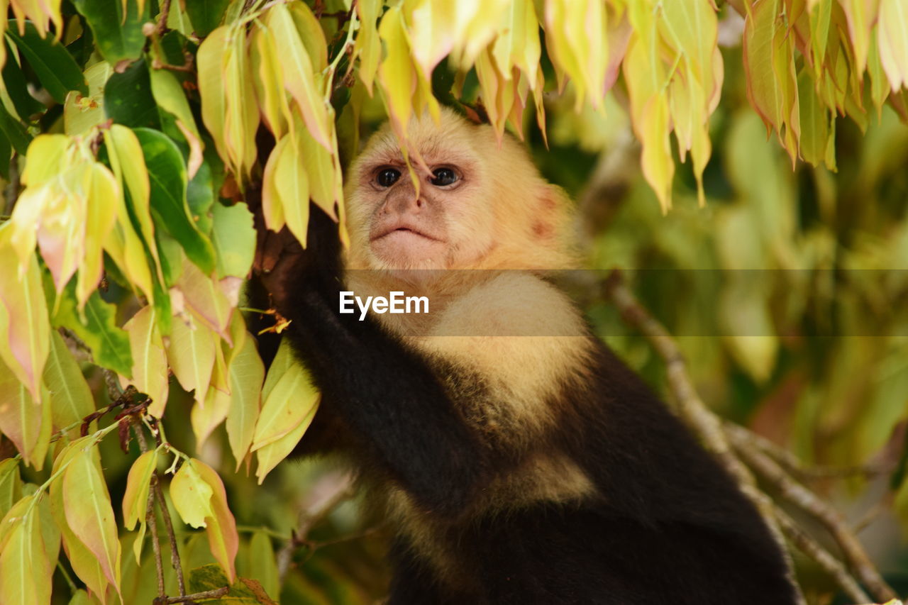 Low angle view of white-throated capuchin monkey on tree