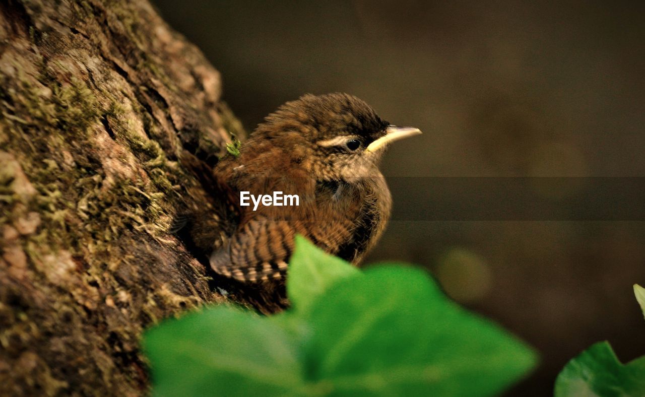 nature, animal themes, animal, animal wildlife, bird, one animal, wildlife, beak, close-up, green, no people, tree, plant, macro photography, selective focus, outdoors, perching, branch, day