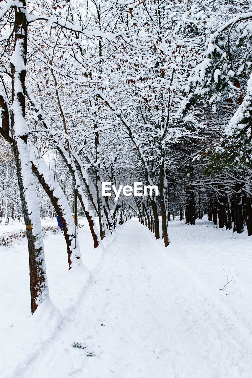 SNOW COVERED TREES