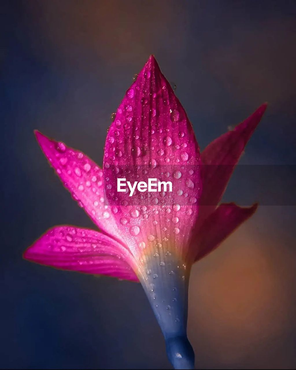 Close-up of red flower