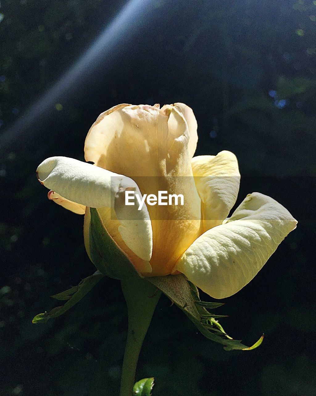 CLOSE-UP OF FLOWER BLOOMING IN WATER