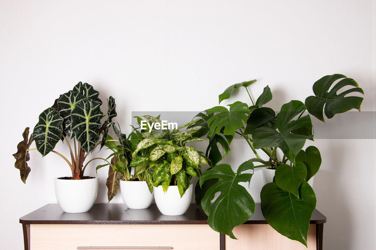 Close-up of potted plant against wall