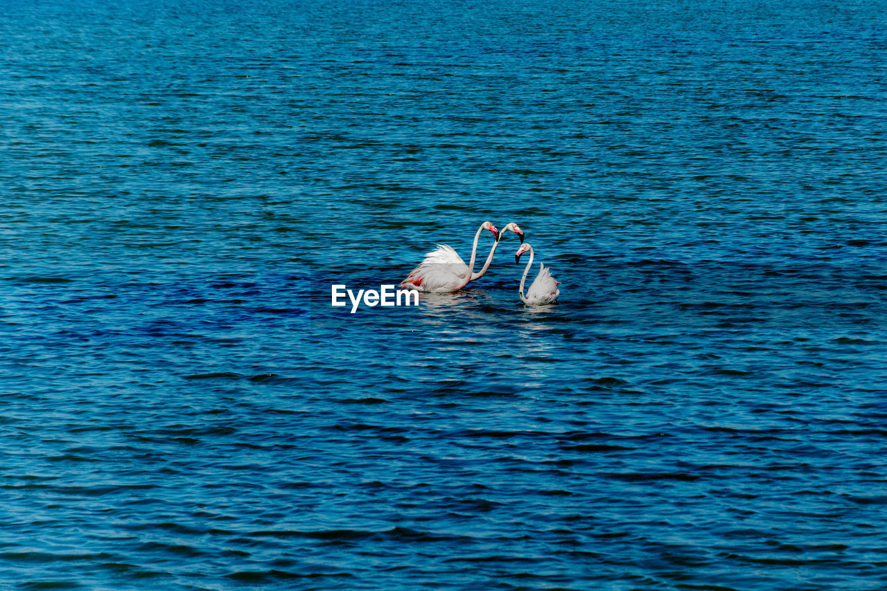 Flamingoes swimming in sea