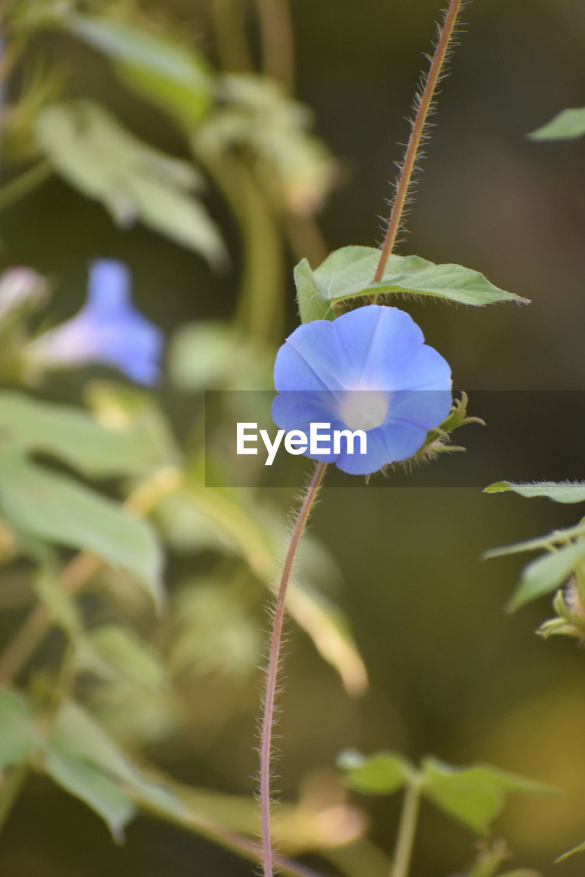 CLOSE-UP OF PURPLE FLOWER PLANT