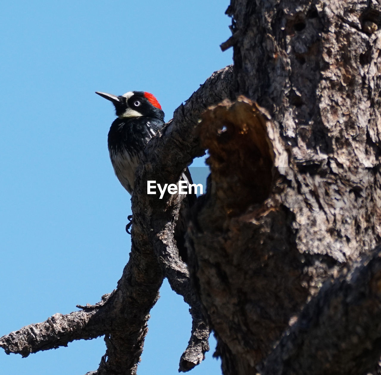 LOW ANGLE VIEW OF BIRD PERCHING ON TREE TRUNK
