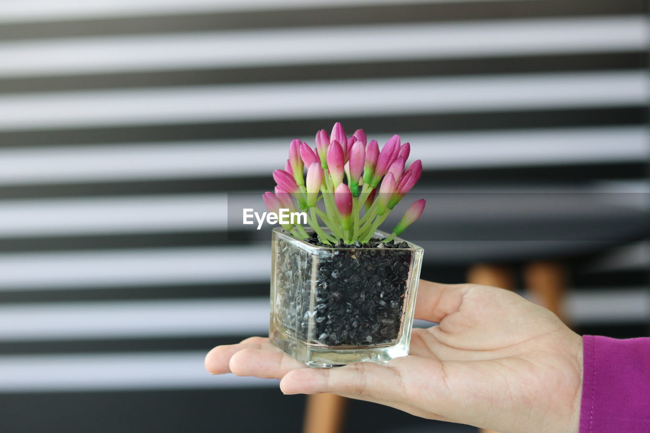 Close-up of woman hand holding potted flower plant