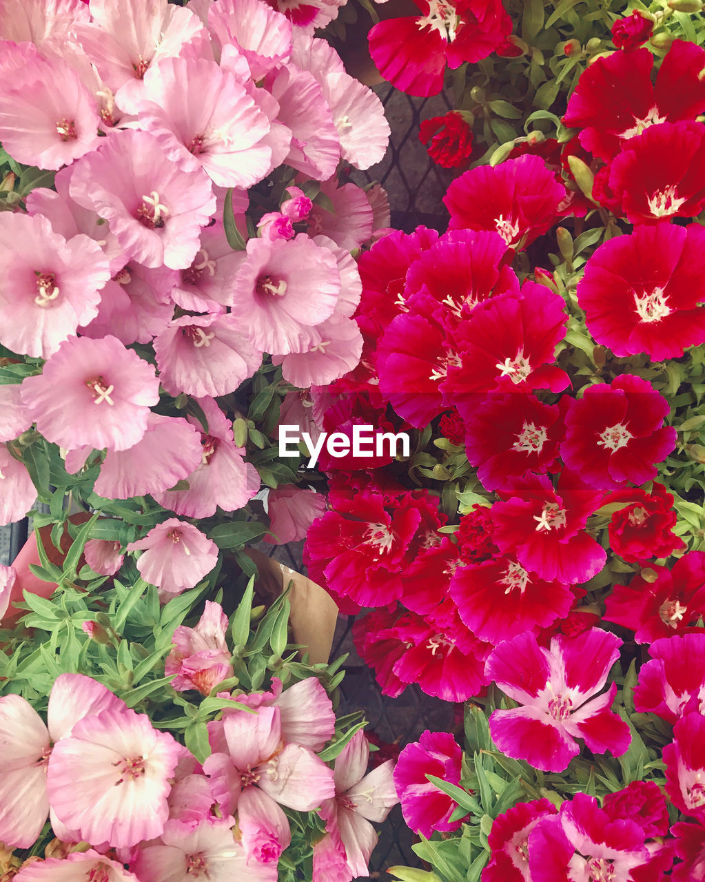 PINK FLOWERS BLOOMING OUTDOORS