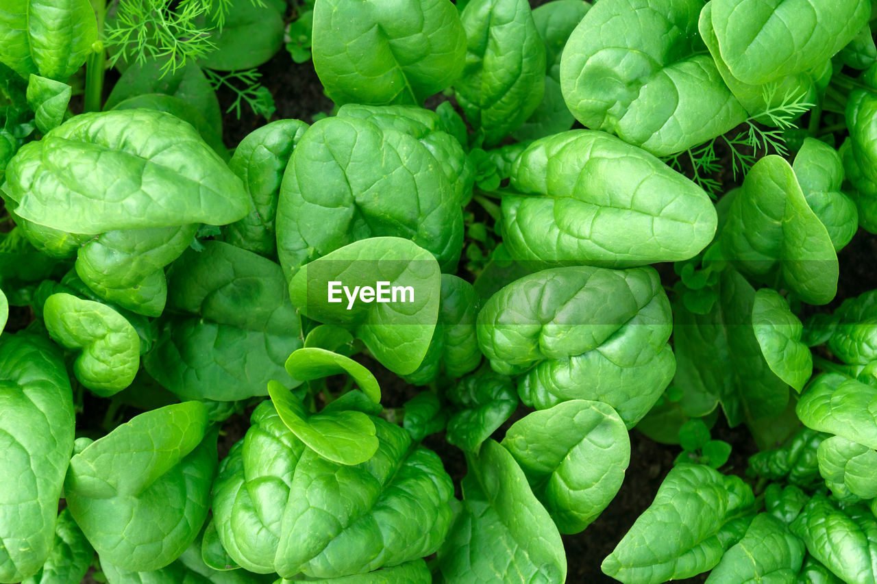 full frame shot of plants