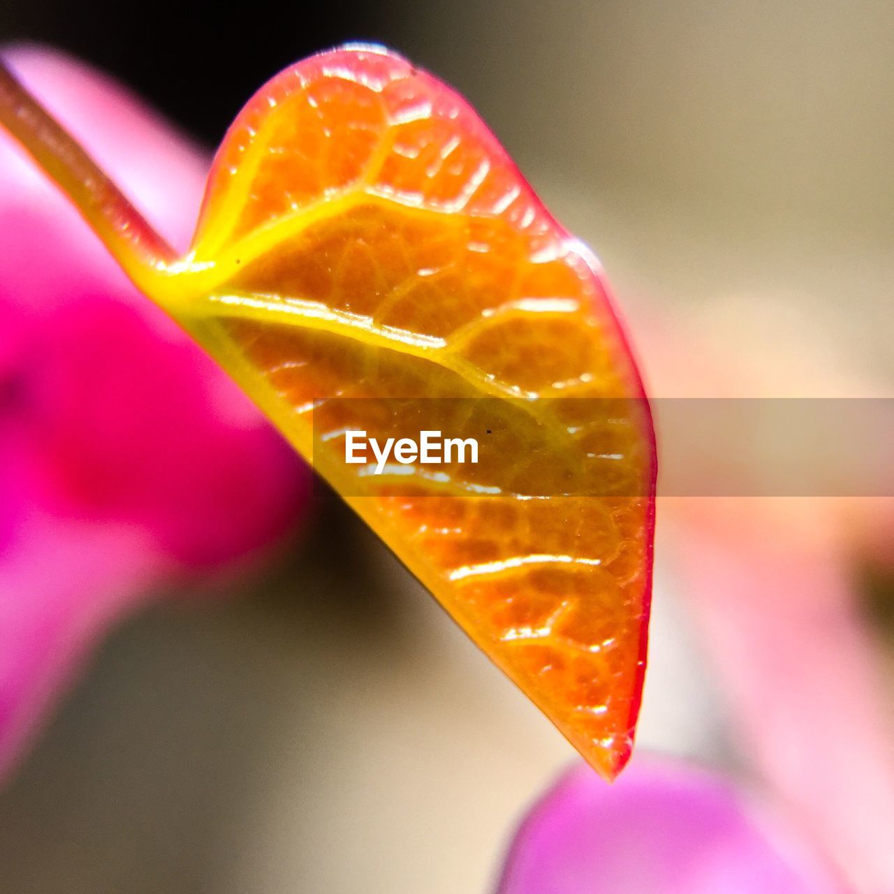 Close-up of leaf growing outdoors