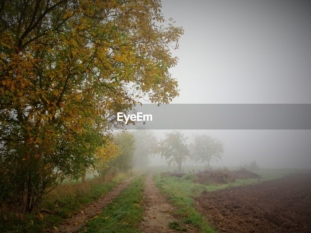 TREES ON FIELD IN FOGGY WEATHER