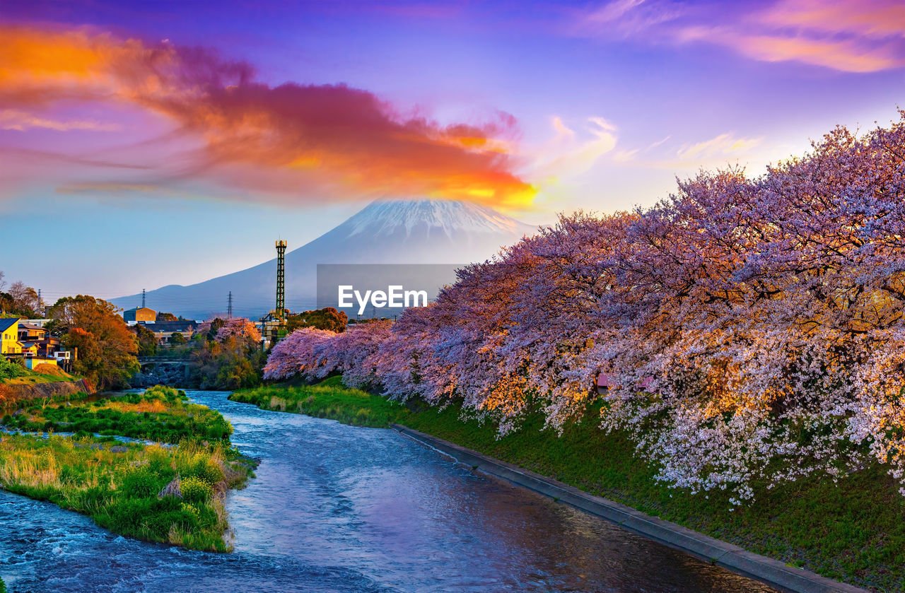 Sunrise at mt. fuji,spring and river with cherry blossoms in japan