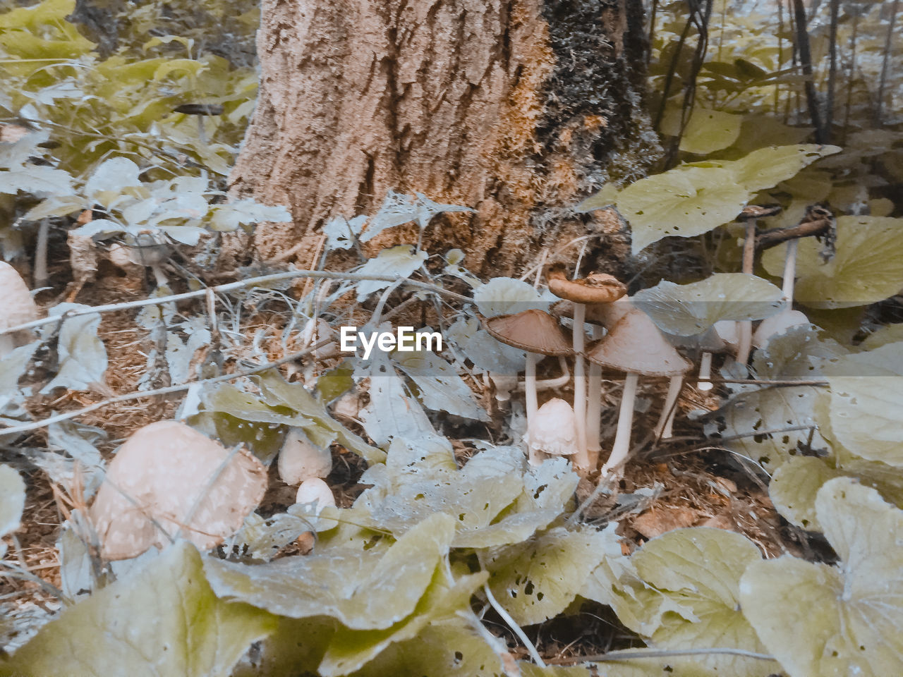 CLOSE-UP OF MUSHROOMS ON TREE TRUNK