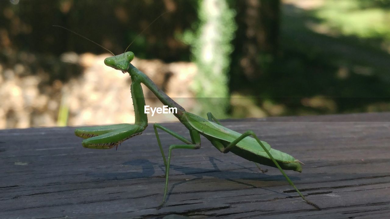 CLOSE-UP OF INSECT ON GREEN LEAF