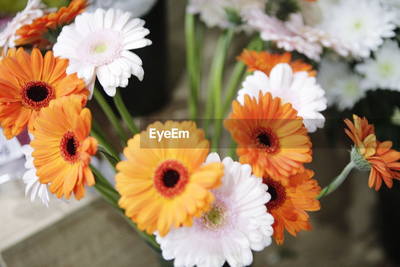 Close-up of orange daisy flowers