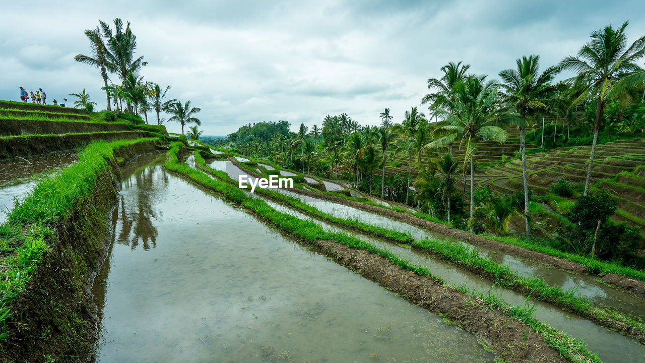 Scenic view of agricultural landscape against sky