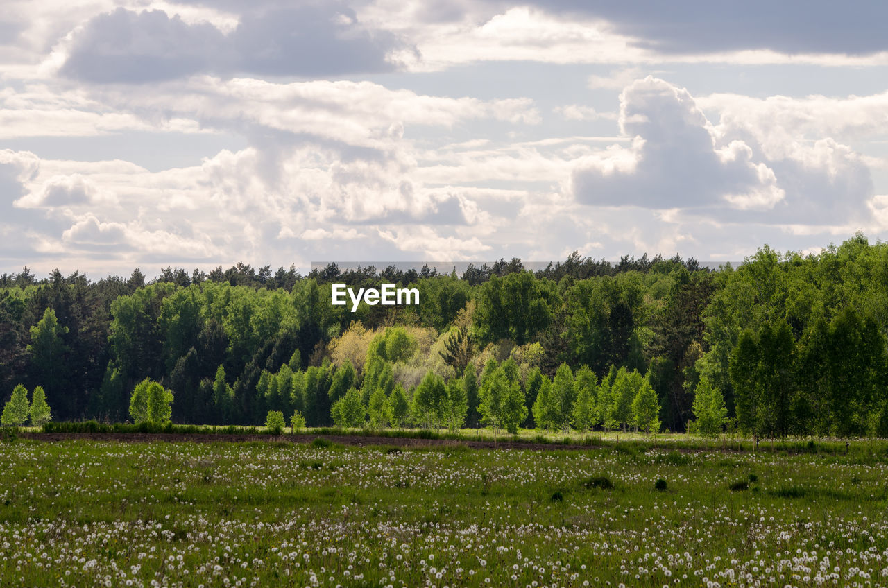 Trees on field against sky