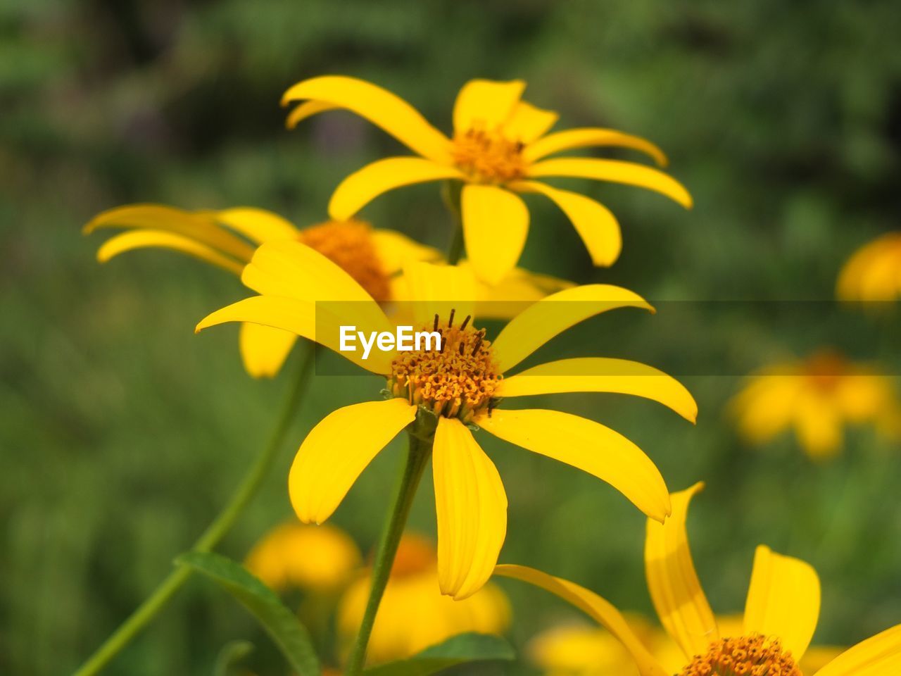 CLOSE-UP OF YELLOW FLOWER