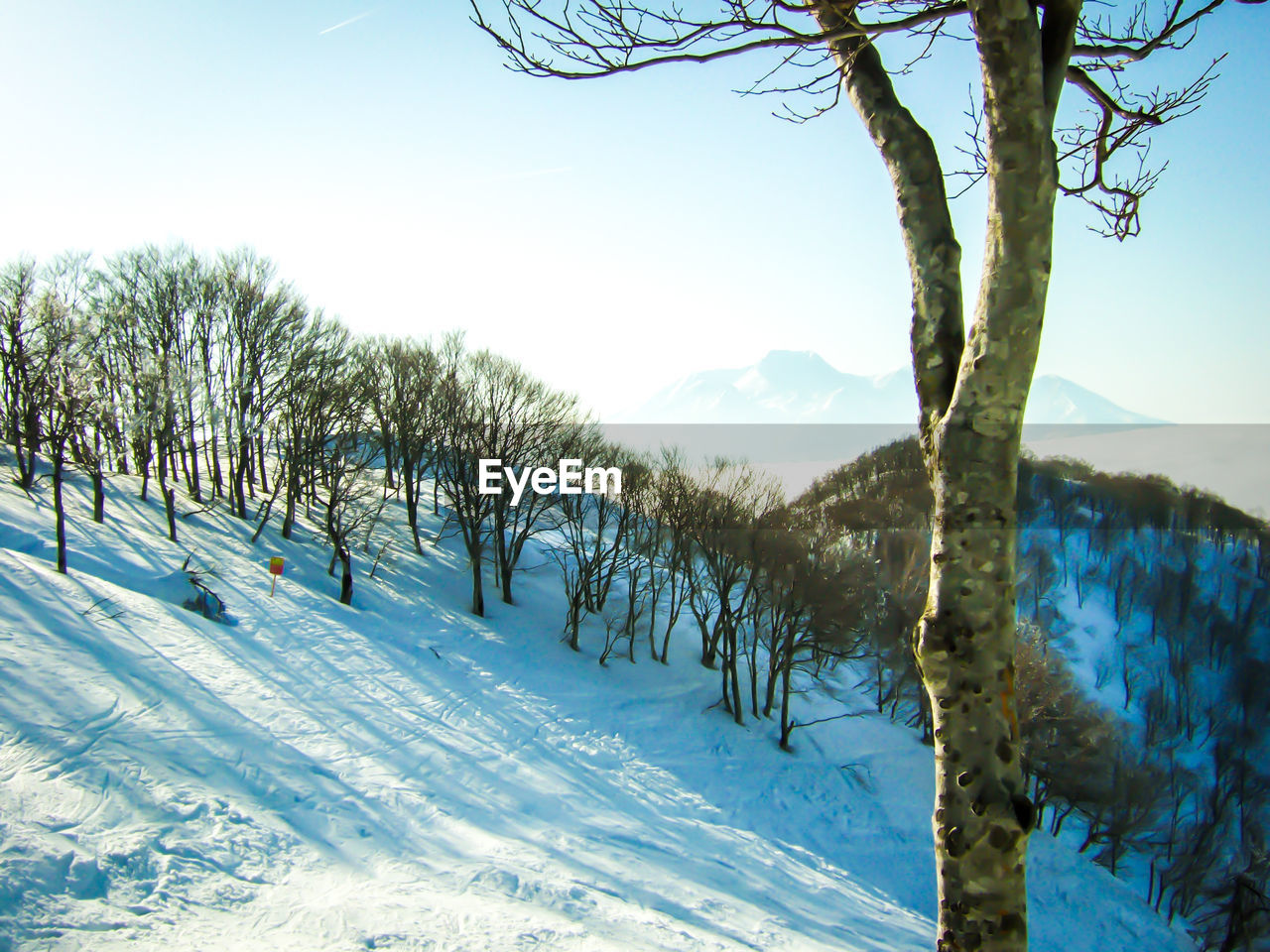 BARE TREES ON SNOW COVERED LANDSCAPE