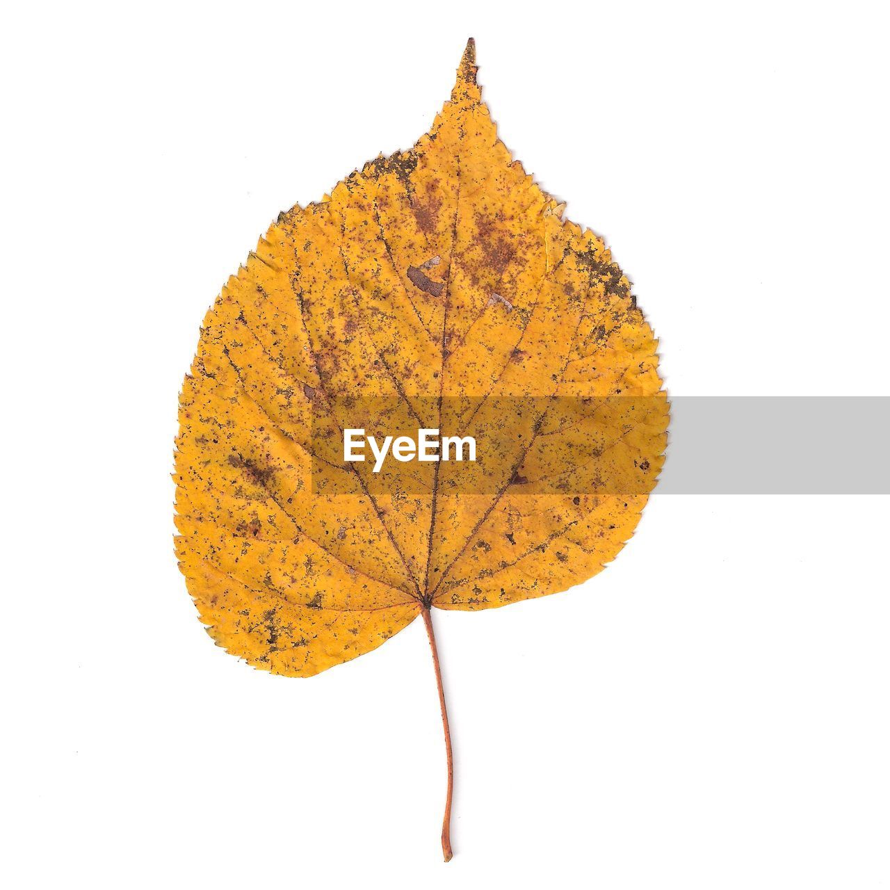 Close-up of dry leaf against white background