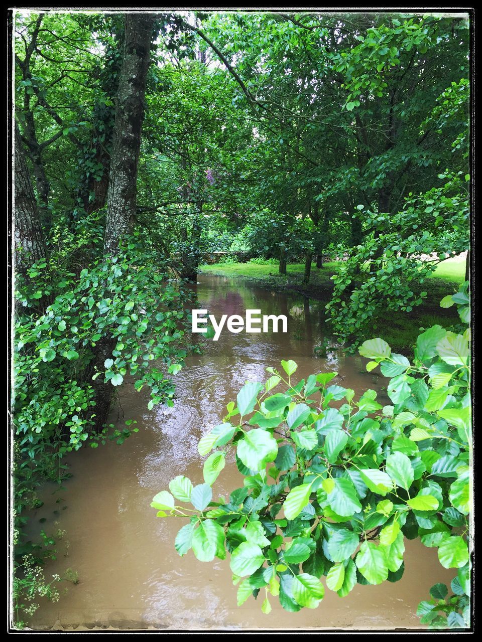 VIEW OF TREES IN THE LAKE