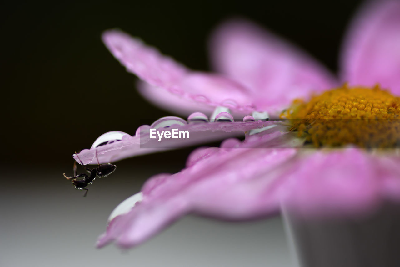 Close-up of raindrops on purple flowering plant