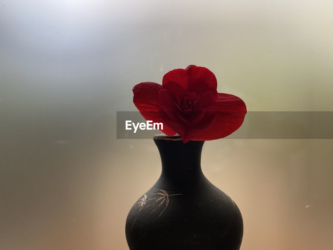 CLOSE-UP OF RED ROSE IN VASE AGAINST WALL